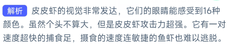 以下关于皮皮虾的说法哪个是正确的？