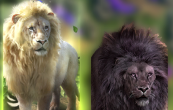 Ұ����������������ϰ����ôѡ��