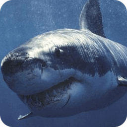 深海大白鲨最新版