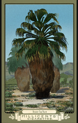 ��Ұ���ڿ�2ɳĮ�ѿ���Ƭλ�û�ȡ����