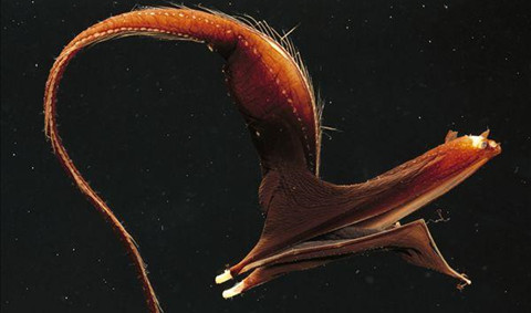 ����������㳤������һ��Ĵ��챻��Ϊ���������㡱