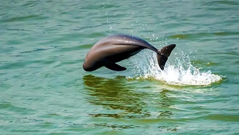 �ڹŴ��������ֶ����к��ϡ�׷�����ų�