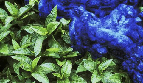 统蓝印花布工艺是由什么植物染色的？