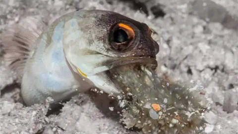 以下哪种海洋鱼类是用嘴巴孵化小鱼的？