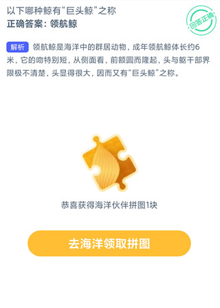 以下哪种鲸有“巨头鲸”之称？