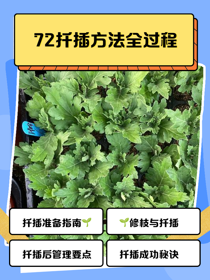 �ڴ��ϵ�72��Ǥ�巽��