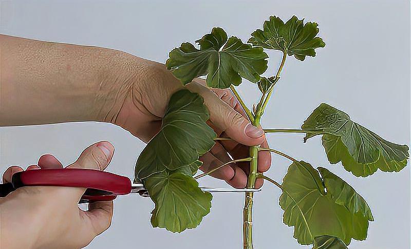 �ڴ��ϵ�72��Ǥ�巽��