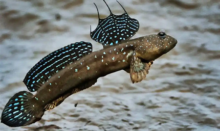 ֧�������溣��9.9��2025����