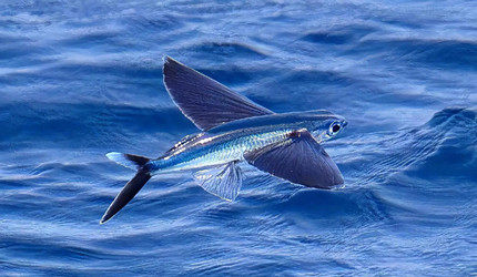 2025֧�������溣����մ�9.18