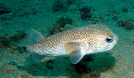 ֧����2025���溣����մ�9.24