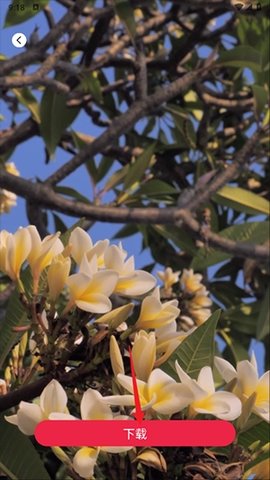 tibni�������